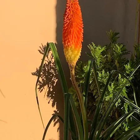 Pine Tree Βίλα Pakoštane