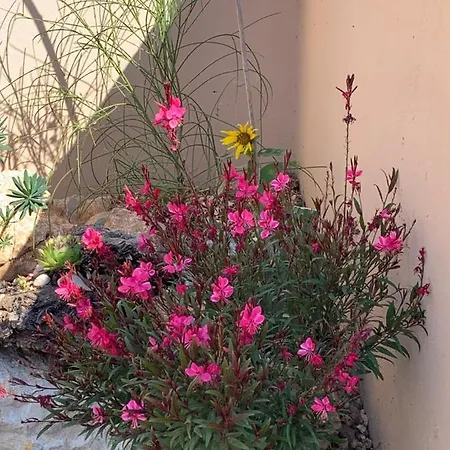 Pine Tree Βίλα *