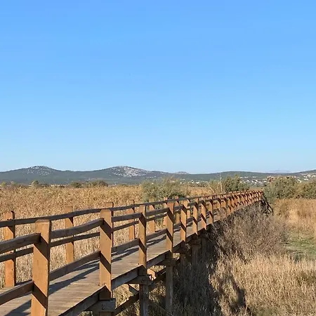 Pine Tree Pakoštane