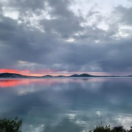 Pine Tree * Pakoštane