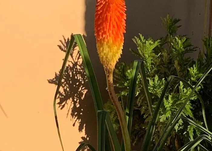 Pine Tree ヴィラ Pakoštane