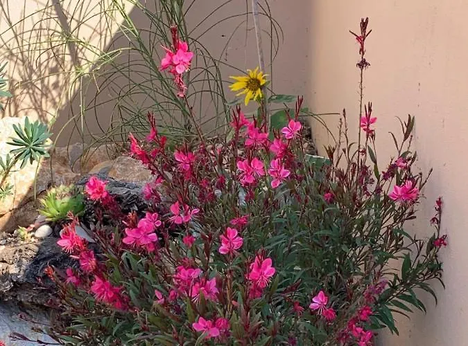 Pine Tree ヴィラ *