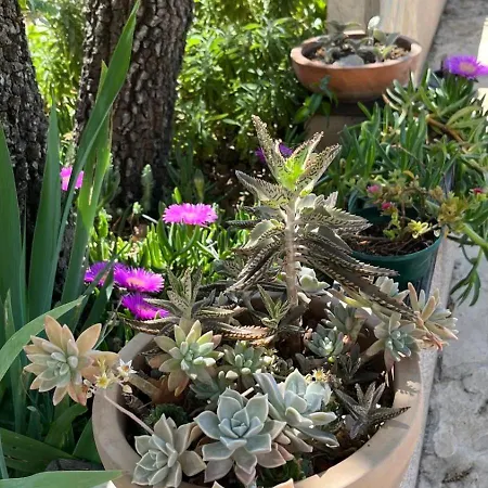 Pine Tree * Pakoštane