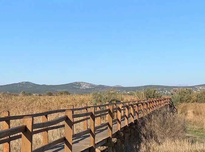 Pine Tree Pakoštane