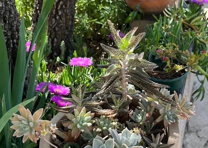 Pine Tree * Pakostane